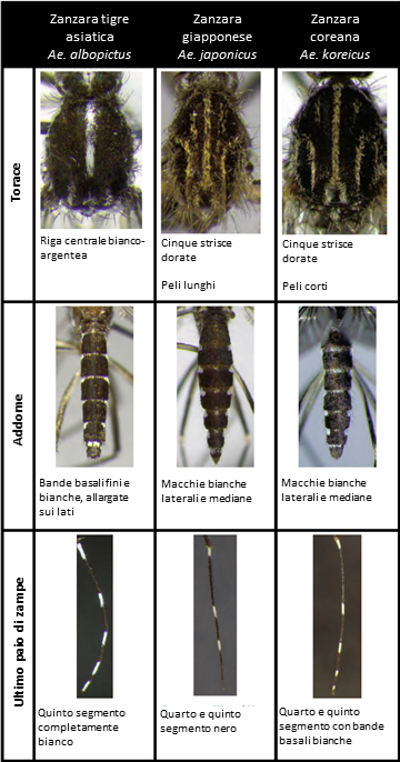 invasive stechmücken Unterscheidungsmerkmale_IT_ECDC Guidelines for the surveillance of invasive mosquitoes in Europe-Francis Schaffner